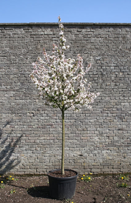 Sierappel op hoge stam - Malus 'Evereste' hoogstam