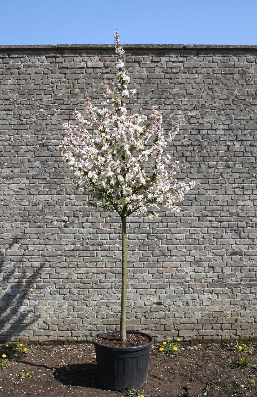 Sierappel op hoge stam - Malus 'Evereste' hoogstam