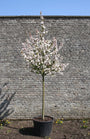 Sierappel op hoge stam - Malus 'Evereste' hoogstam