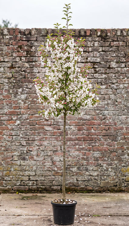 Sierappel (Hoogstam) - Malus 'Evereste'