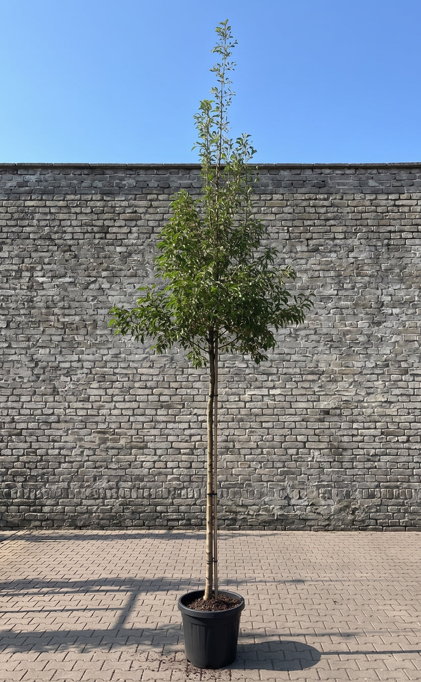 Sierappel op hoge stam - Malus 'Evereste' hoogstam