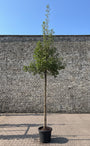 Sierappel op hoge stam - Malus 'Evereste' hoogstam