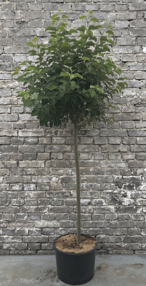 Op stam 120 cm