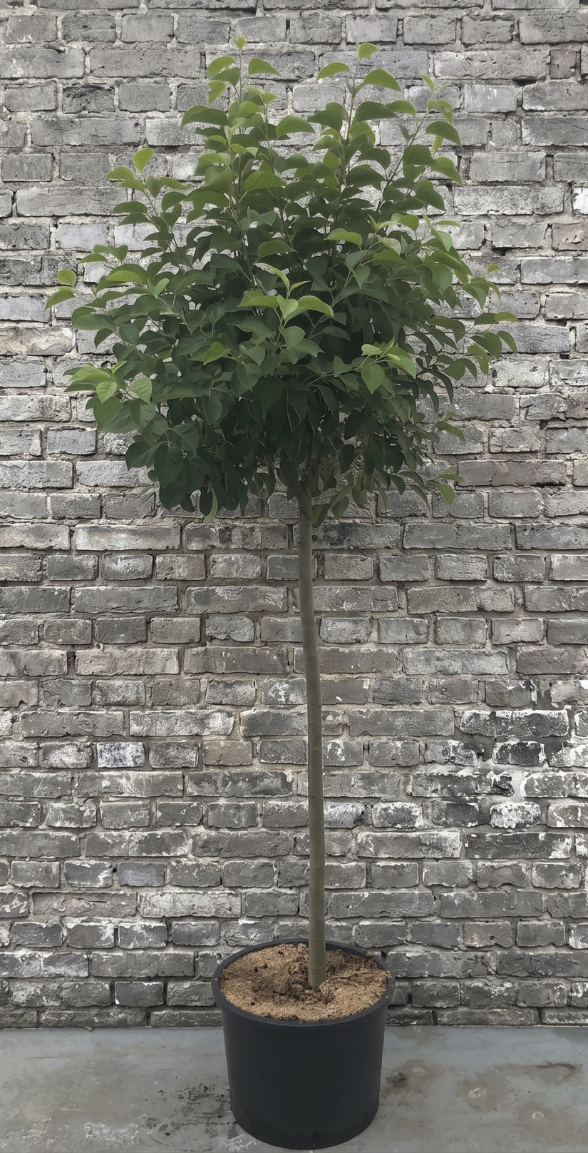 Sierappel op stam (Oranje/Rood) - Malus 'Evereste' Halfstam