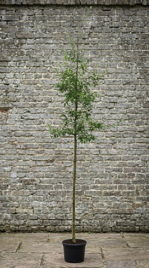 Hoogstam boom TIP