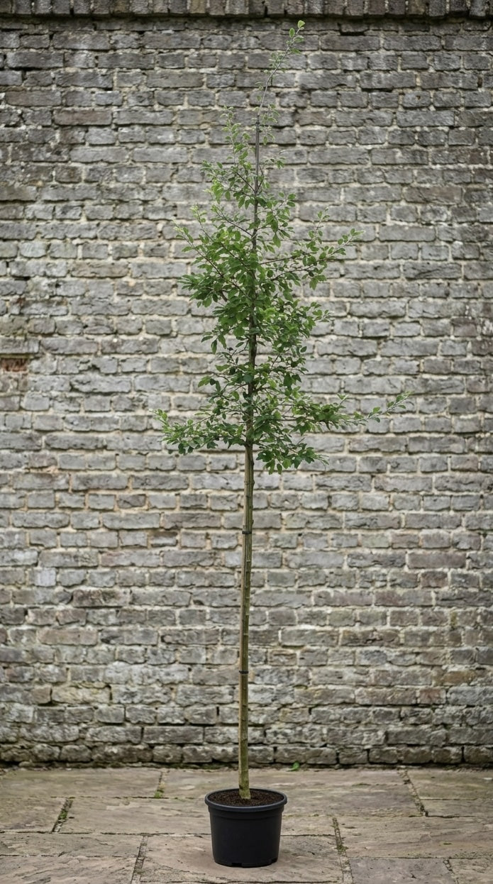 Japanse Sierappel (Hoogstam) - Malus floribunda