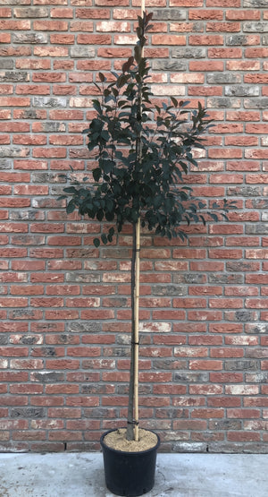 Hoogstam boom