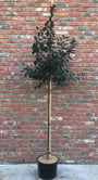 Sierappel - Malus 'Mokum' hoogstam boom