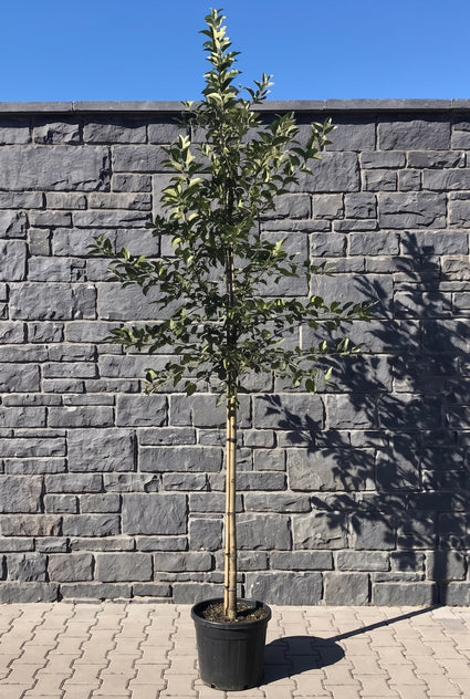 Rode sierappelboom - Malus 'Sentinel' hoogstam