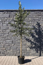 Rode sierappelboom - Malus 'Sentinel' hoogstam