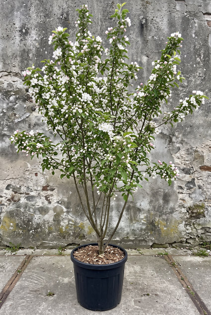 Sierappel (Rood, Meerstammig) - Malus 'Red Sentinel'