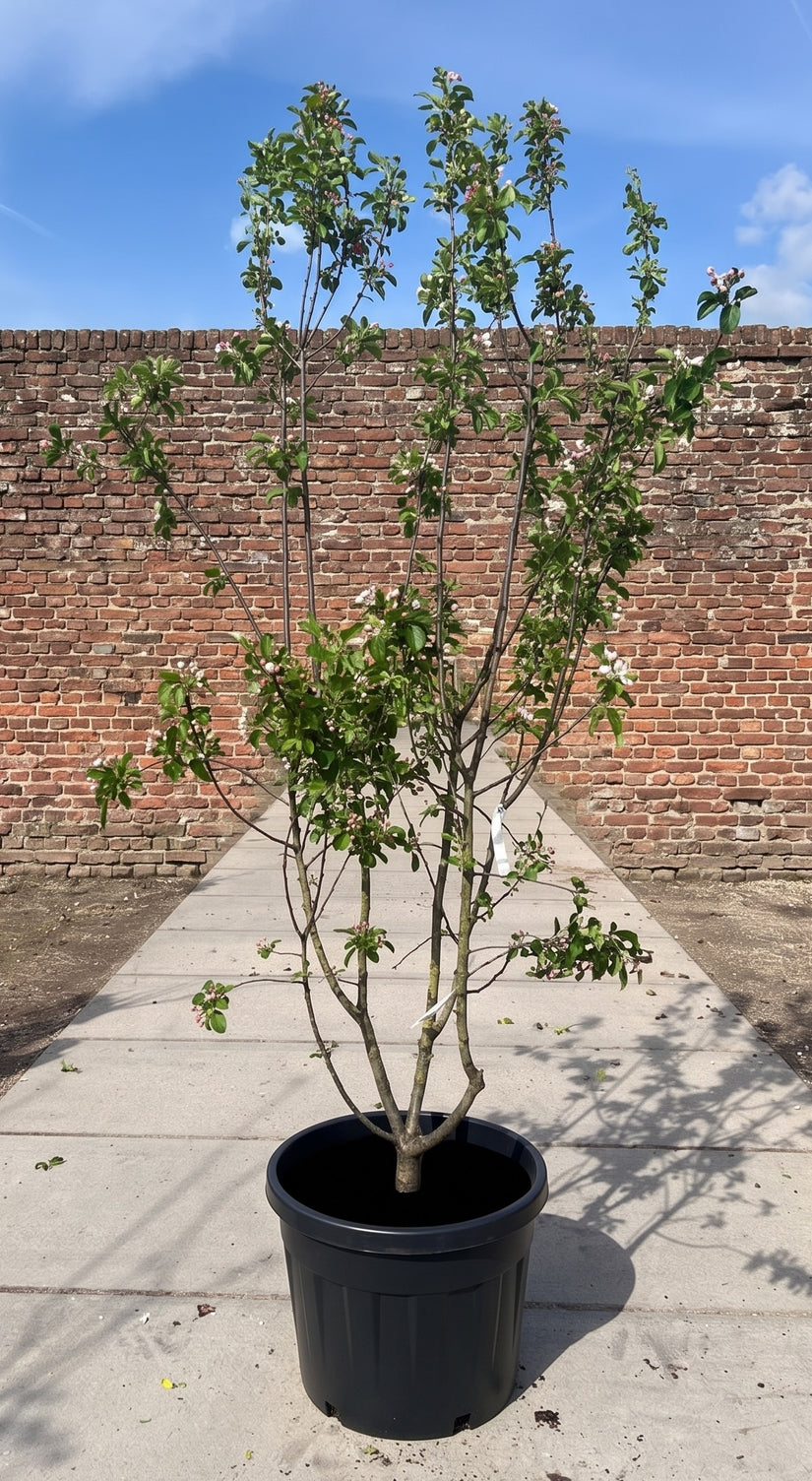 malus red sentinel 200-250 cm in ca c40 pot