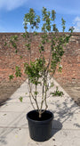 malus red sentinel 200-250 cm in ca c40 pot