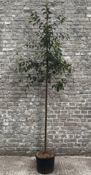 Hoogstam boom