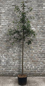 Sierappel boom hoogstam (Rood) - Malus 'Red Sentinel'
