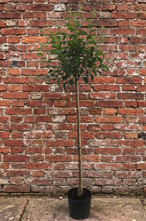 Halfstam 120 cm