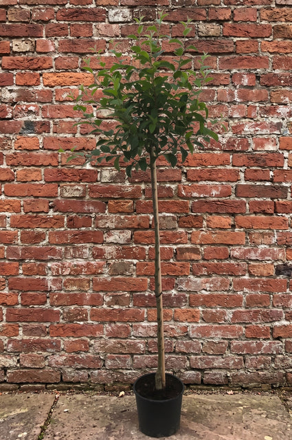Sierappel (Rood, Halfstam) - Malus 'Red Sentinel'