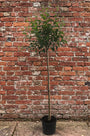 Sierappel boompje op stam (Rood) - Malus 'Red Sentinel' halfstam