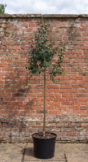 Hoogstam boom, 300-350 cm