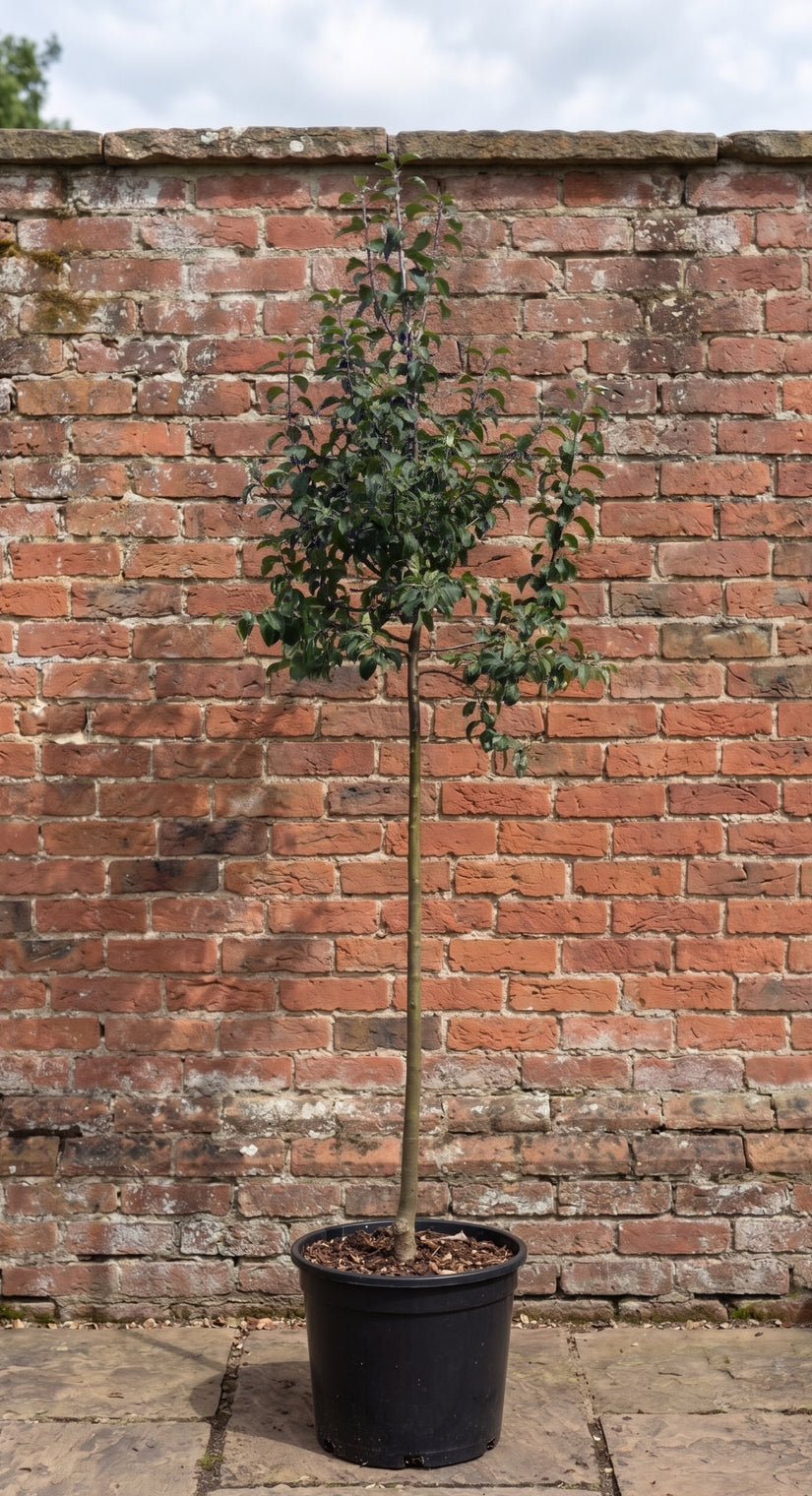 Wilde appel - Malus sylvestris