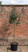 Wilde appel - Malus sylvestris