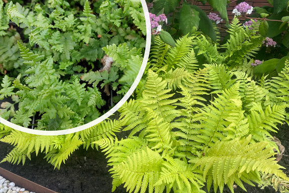 Mannetjesvaren - Dryopteris filix-mas (Wintergroene varen)