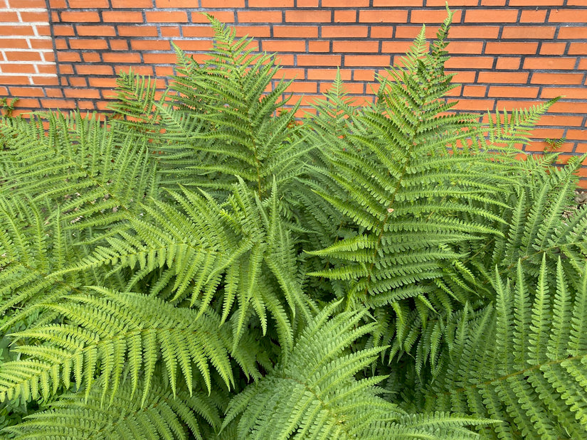 Biologisch Mannetjesvaren - Dryopteris filix-mas