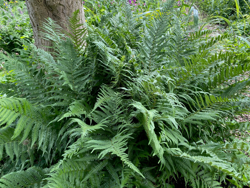 Biologisch Geschubde mannetjesvaren - Dryopteris affinis