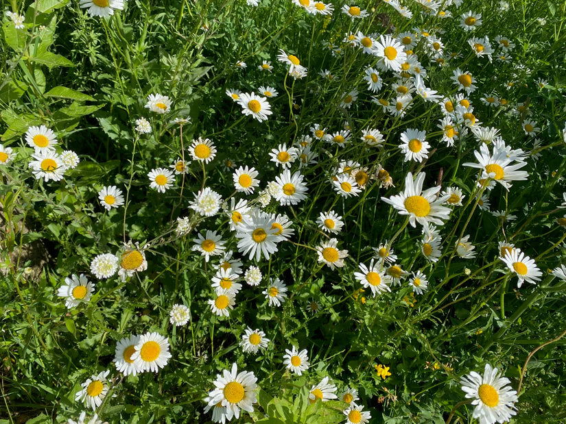 Inheemse bloemenmengsel zaad - 125m2 weidebloemen die meer bijdragen aan biodiversiteit