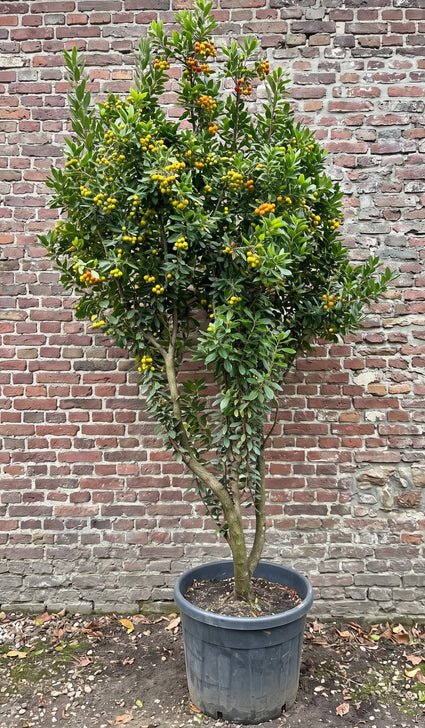 Aardbeiboom (Meerstammig) - Arbutus unedo