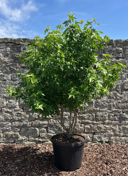 meerstammige amberboom Liquidambar Worplesdon