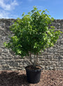 meerstammige amberboom Liquidambar Worplesdon