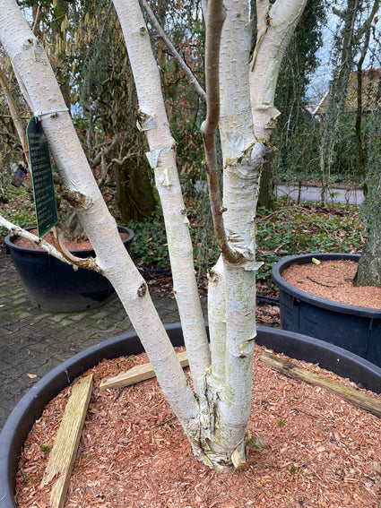 Berk Hoogstam - Betula utilis 'Doorenbos'