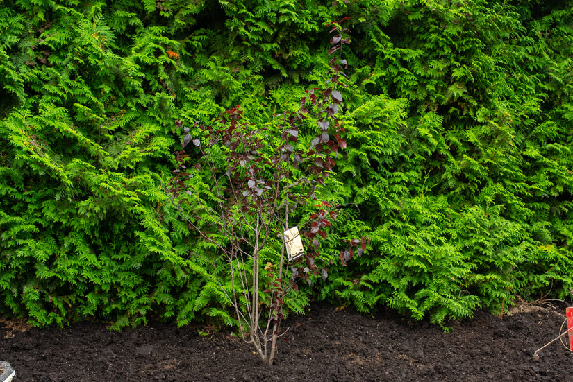 Meerstammige Roodbladige kerspruim - Prunus cerasifera 'Nigra'