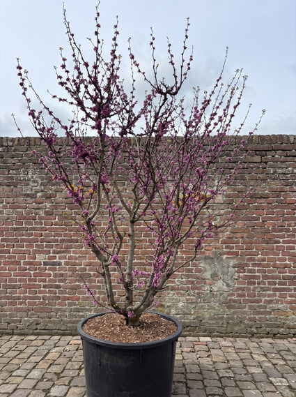 Europese Judasboom (Meerstammig) - Cercis siliquastrum