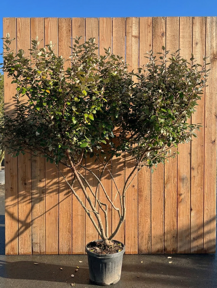 Olijfwilg Meerstammig en Struikvorm - Elaeagnus Ebbingei 'Compacta'
