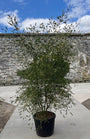 Zwarte els - Alnus glutinosa 'Imperialis' meerstammig