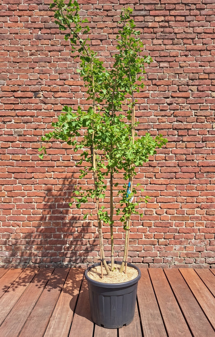 Japanse notenboom - Ginkgo biloba meerstammig