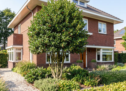 Groene Hulst - Ilex 'Nellie R. Stevens' meerstammig