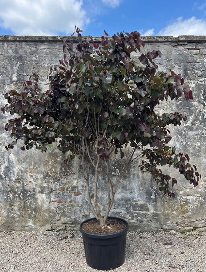 Amerikaanse judasboom - Cercis canadensis 'Merlot'