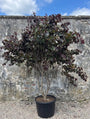 Amerikaanse judasboom - Cercis canadensis 'Merlot'