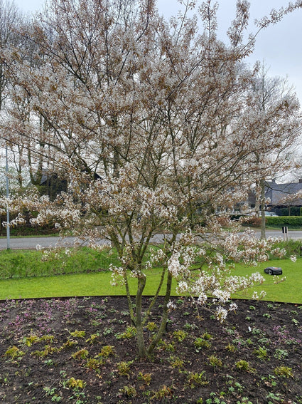 Solitaire Meerstammige Krentenboompje - Amelanchier lamarckii