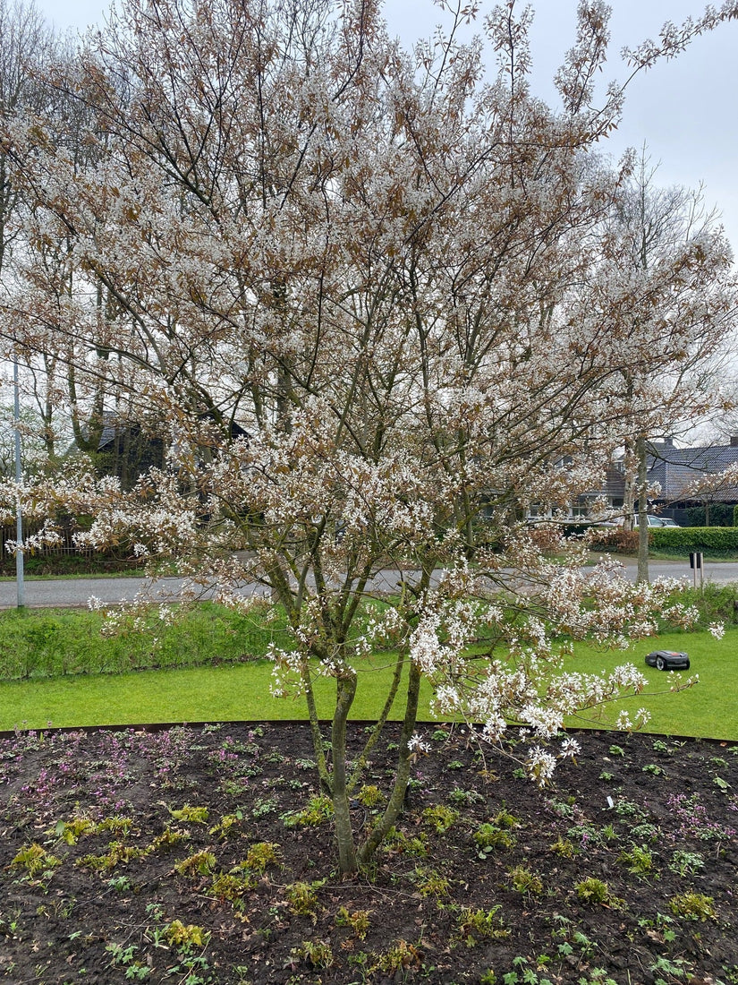 Biologische Meerstammige Krentenboompje - Amelanchier lamarckii