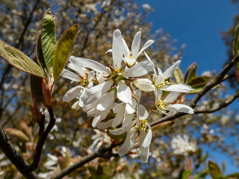 Biologische Meerstammige Krentenboompje - Amelanchier lamarckii