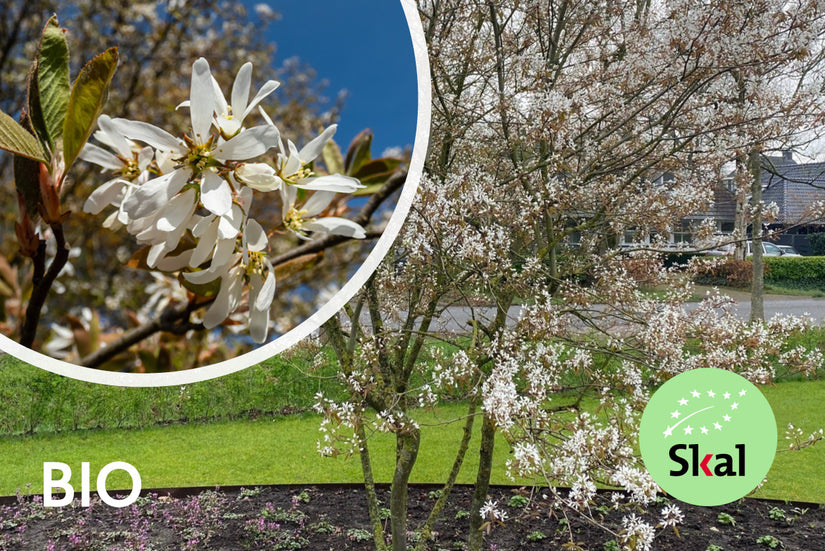 Biologische Meerstammige Krentenboompje - Amelanchier lamarckii