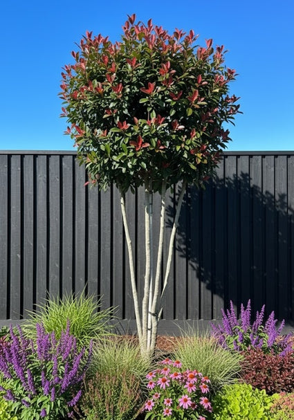 Meerstammige Glansmispel Leiboom - Photinia 'Red Robin' UNIEK op=op