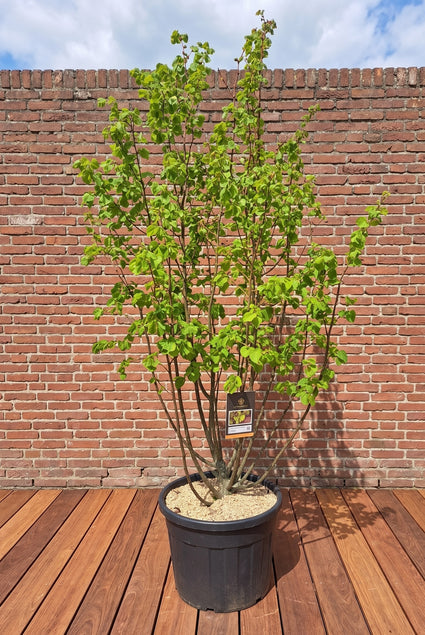 Kleinbladige Winterlinde - Tilia cordata 'Winter Orange'