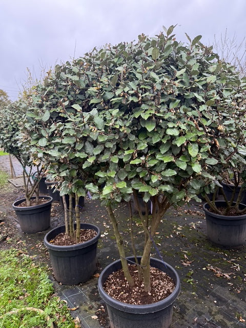 meerstammige olijfwilg, prachtig wintergroen object samen met vaste planten en halfhoge siergrassen.