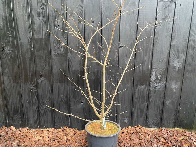 winterbeeld parrotia persica bella meerstammig c20 pot