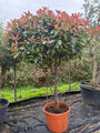 Glansmispel - Photinia x fraseri 'Red Robin'